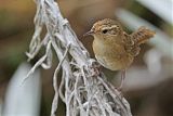 Sedge Wren